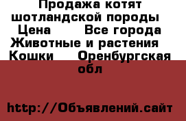 Продажа котят шотландской породы › Цена ­ - - Все города Животные и растения » Кошки   . Оренбургская обл.